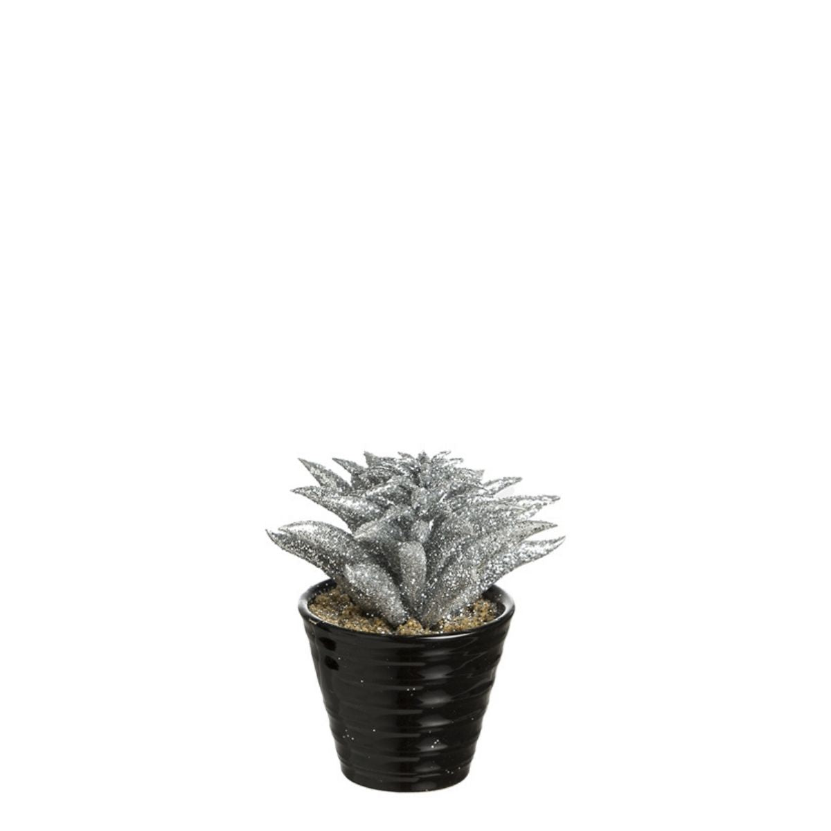 Succulente Dudleya pailletée in vaso