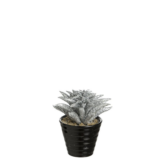 Succulente Dudleya pailletée in vaso