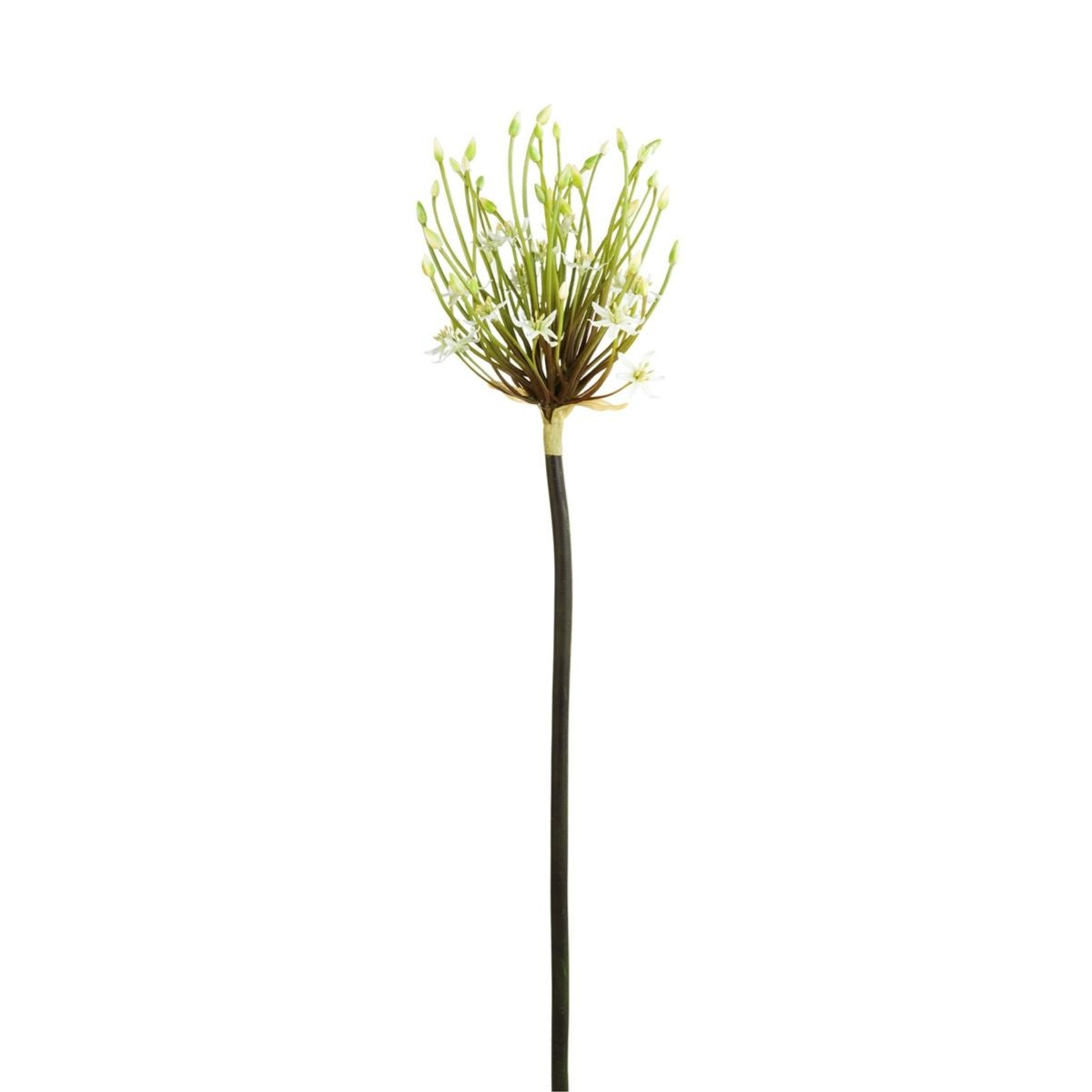 Ragno Tige d'Allium