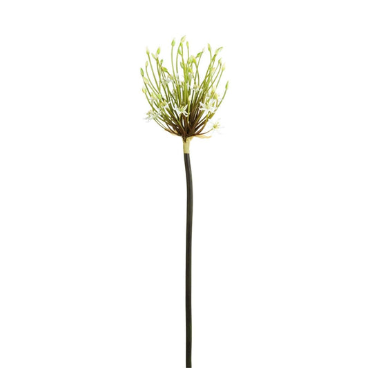 Ragno Tige d'Allium