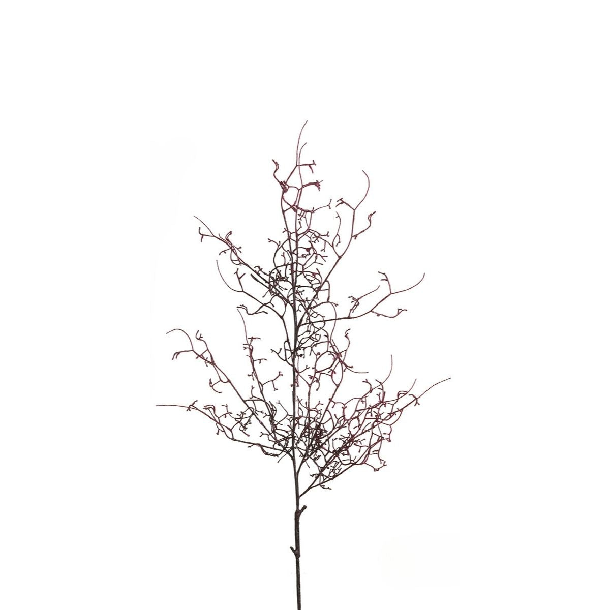 Branche de Bois 