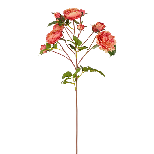 Tige de Roses