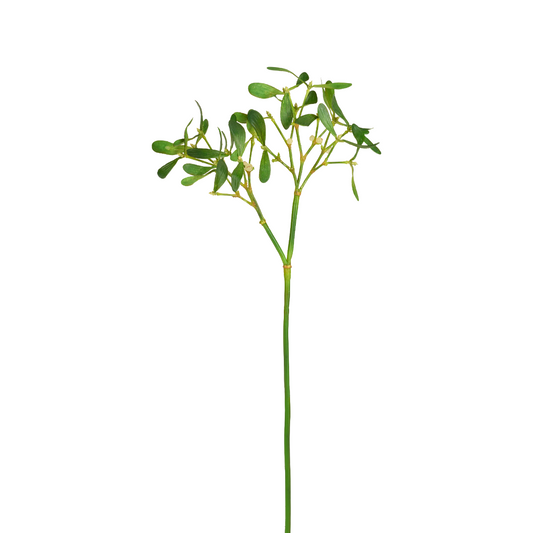 Feuillage de Gui