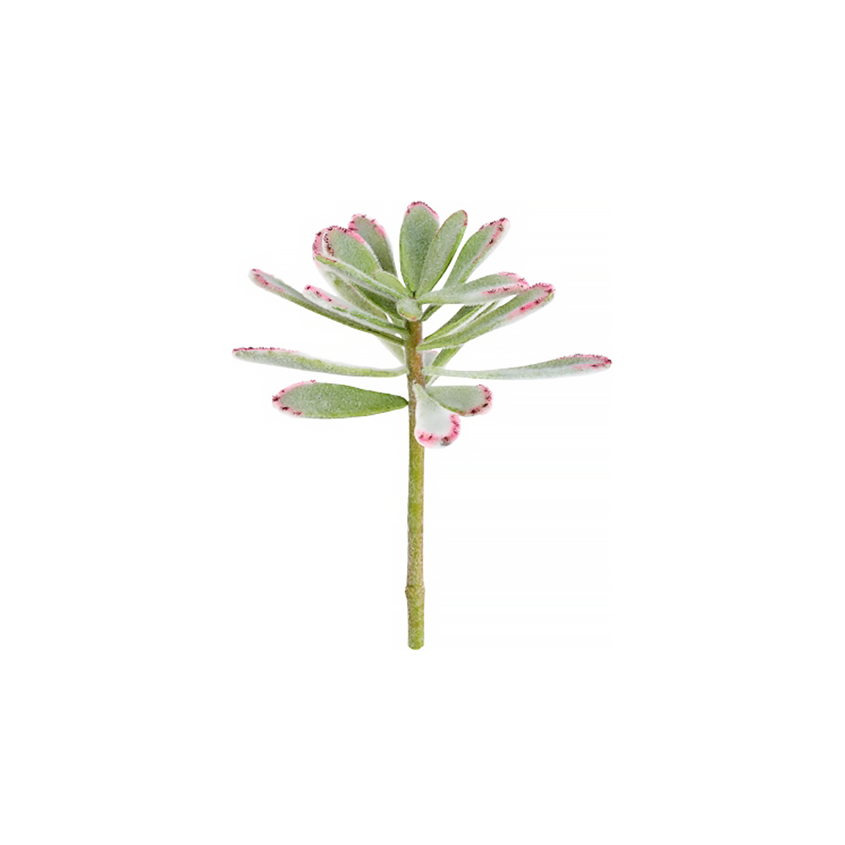 Fogliame di Succulente Kalanchoé