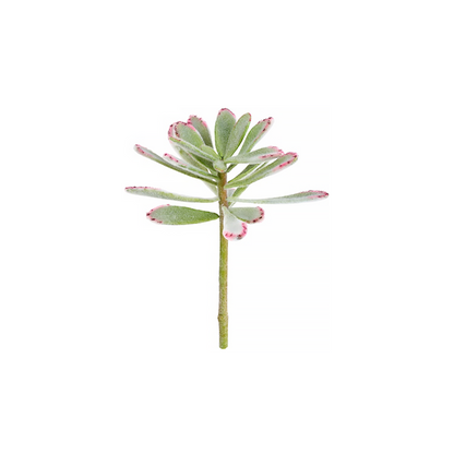 Fogliame di Succulente Kalanchoé