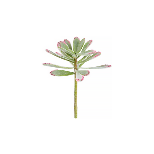 Fogliame di Succulente Kalanchoé