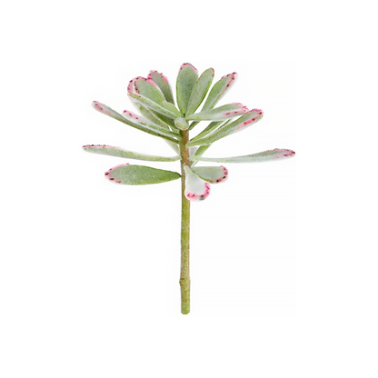 Fogliame di Succulente Kalanchoé