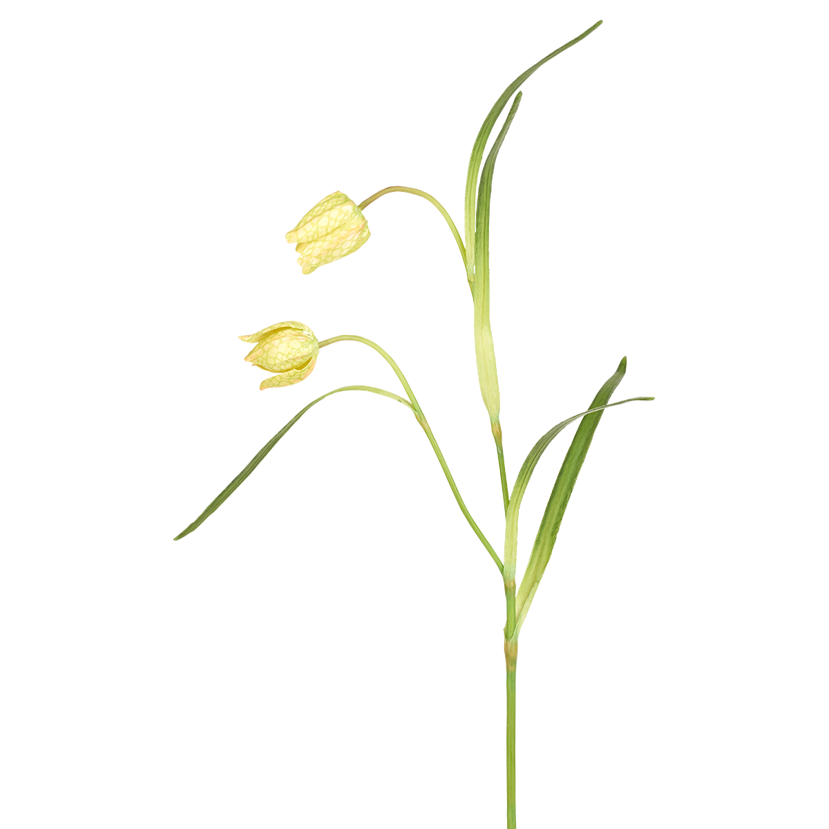 Tige de Fritillaria Imperiale