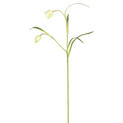 Tige de Fritillaria Imperiale