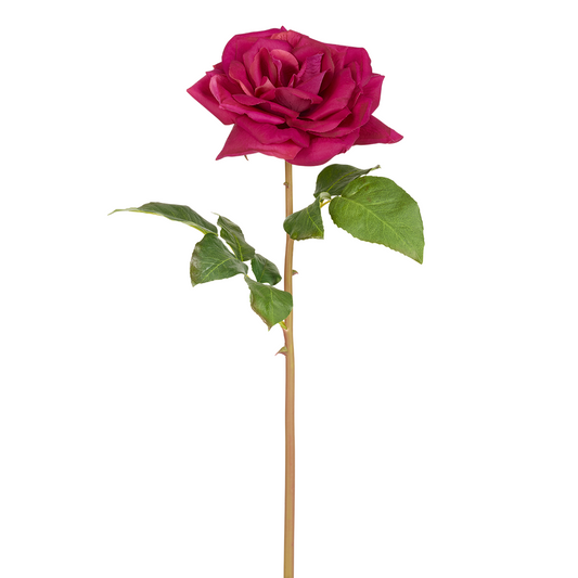 Tige de Rose Rosie
