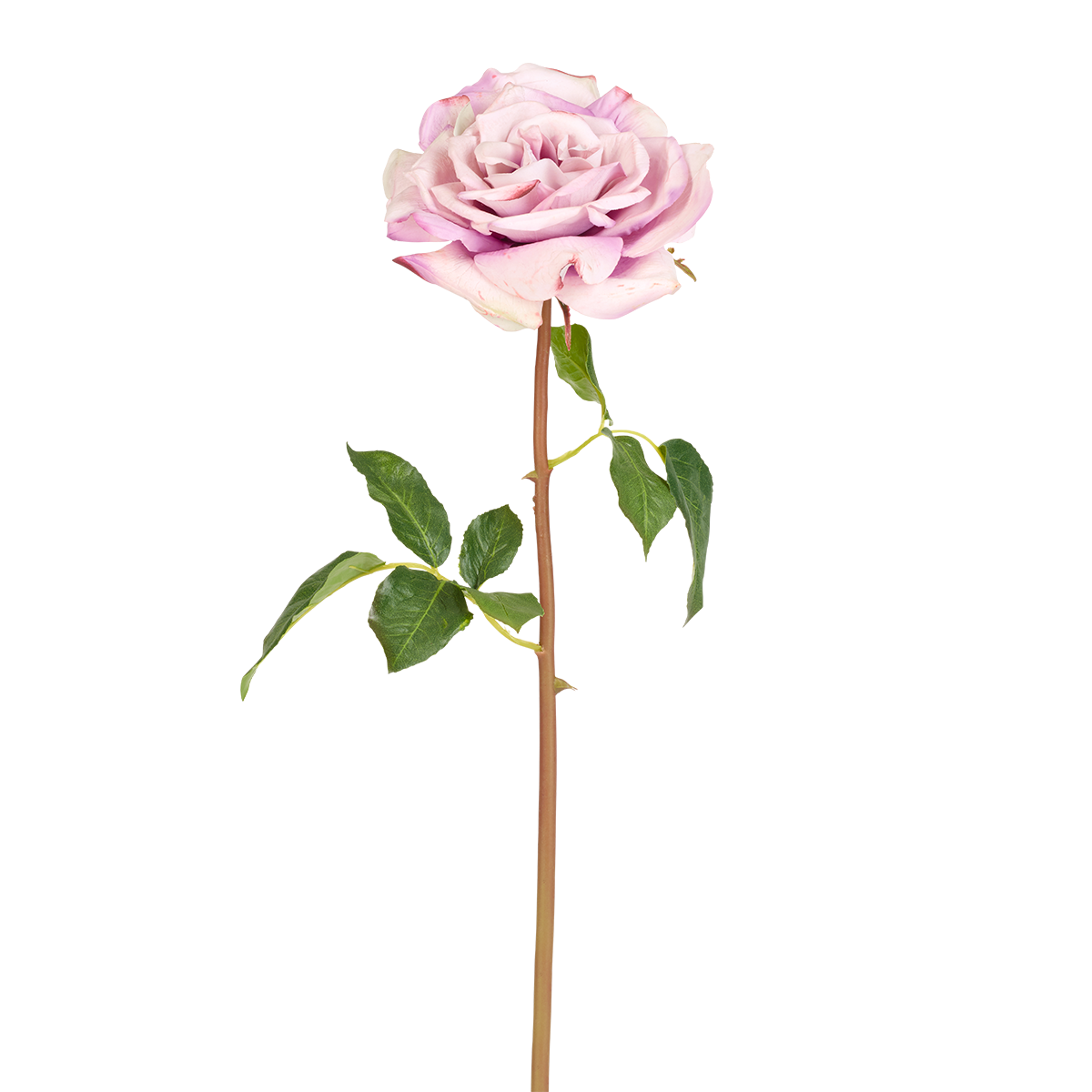 Tige de Rose Rosie