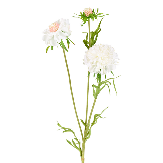 Tige de Scabiosa Fleurie