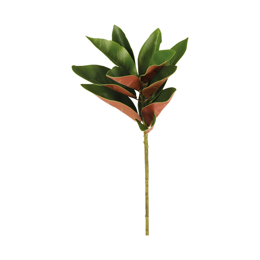 Fogliame di Magnolia Grandiflora
