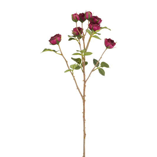 Tè Tige de Roses