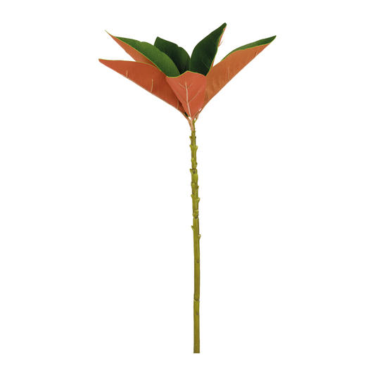 Fogliame di Magnolia Grandiflora