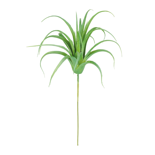 Feuillage de Tillsandia