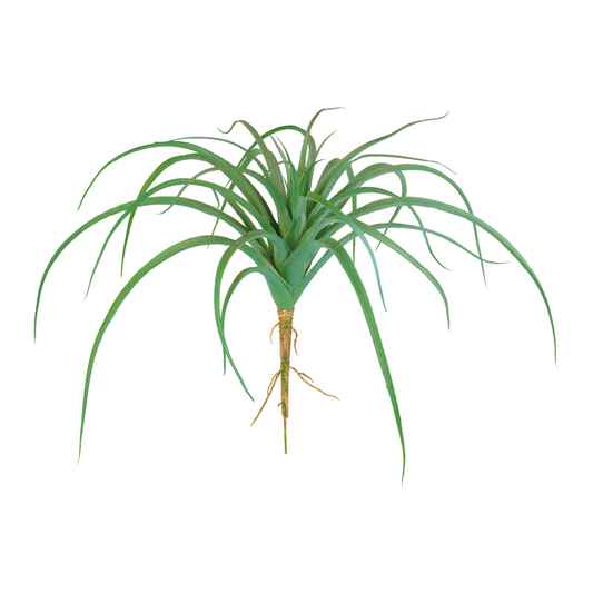 Feuillage de Tillsandia