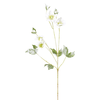 Tige Helleborus Niger Givré