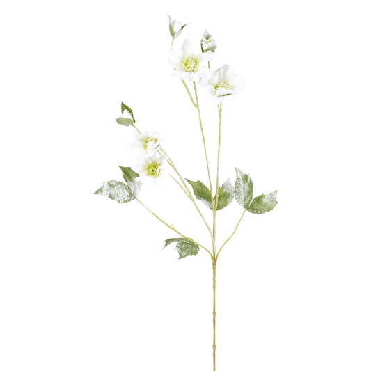 Tige Helleborus Niger Givré