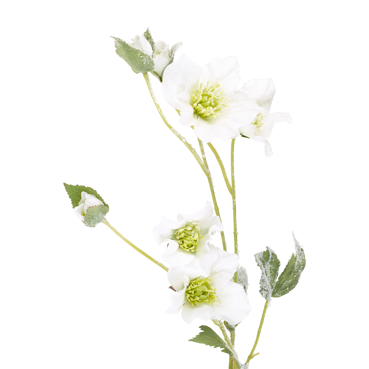 Tige Helleborus Niger Givré