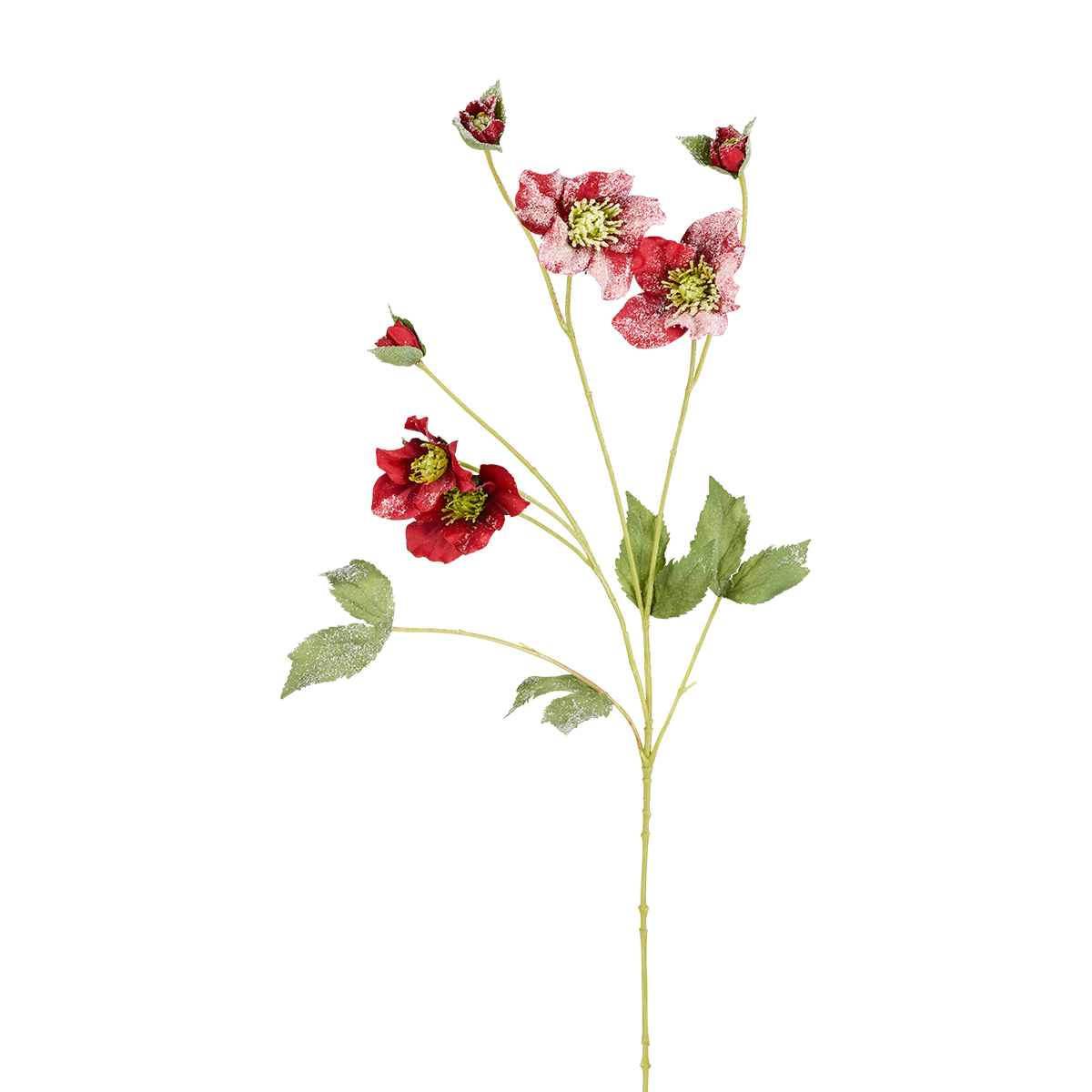 Tige Helleborus Niger Givré