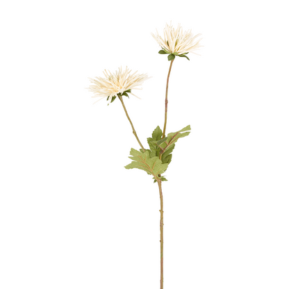 Tige de Chrysanthème Spider