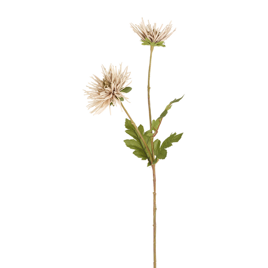 Tige de Chrysanthème Spider