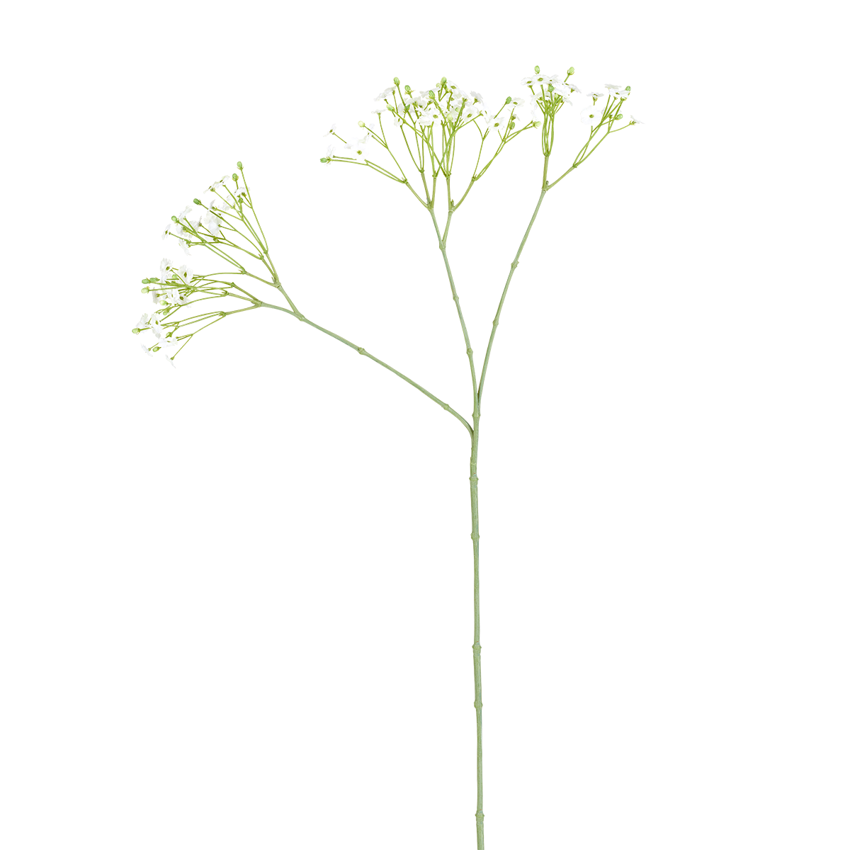 Tige de Gypsophile