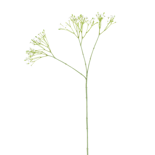 Tige de Gypsophile