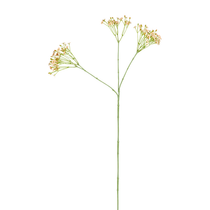 Tige de Gypsophile
