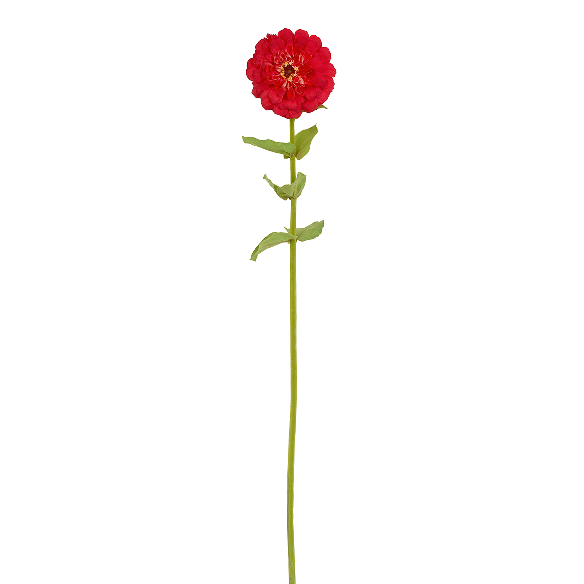 Tige de Zinnia Simone