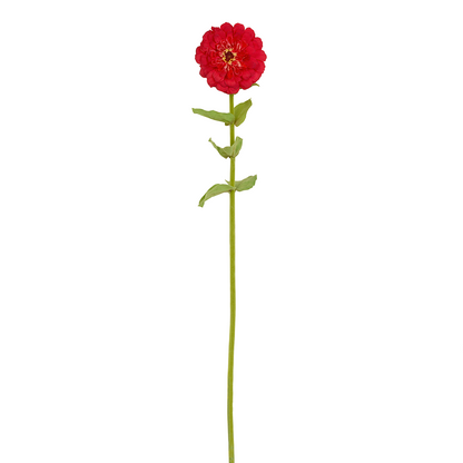 Tige de Zinnia Simone