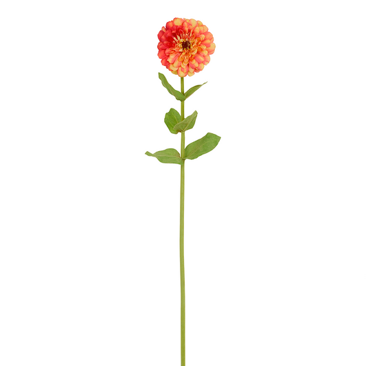 Tige de Zinnia Simone