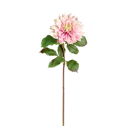 Tige de Dahlia Monica