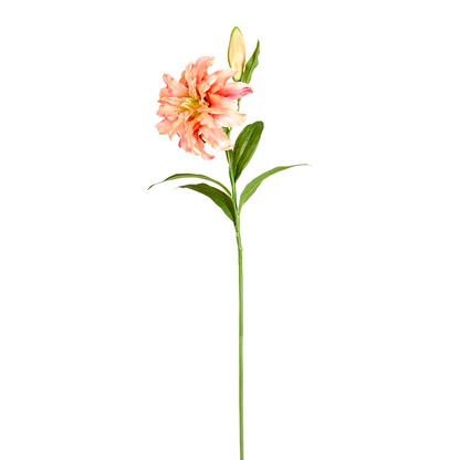 Tige de Lys Oriental Double