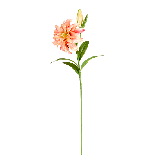 Tige de Lys Oriental Double