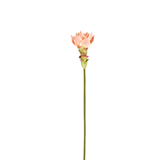 Tige de Gingembre in Fleur Miami