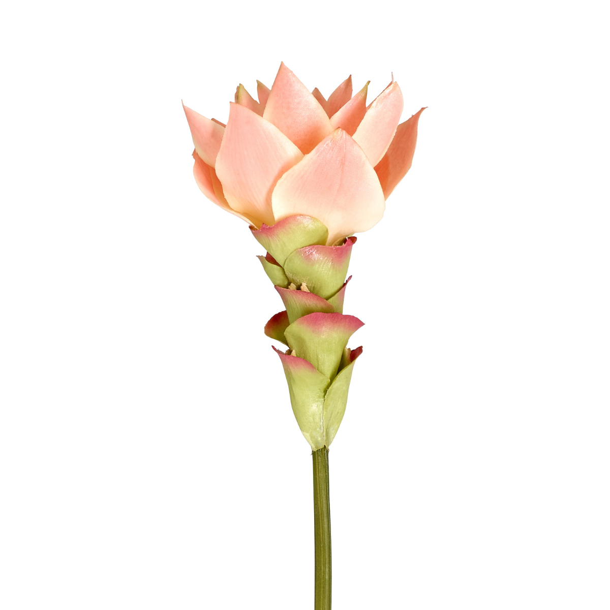 Tige de Gingembre in Fleur Miami