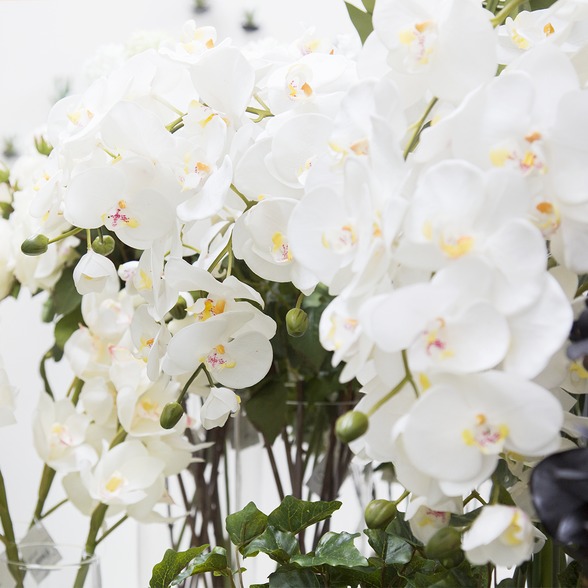 Tige d'Orchidée Phalaenopsis Forever
